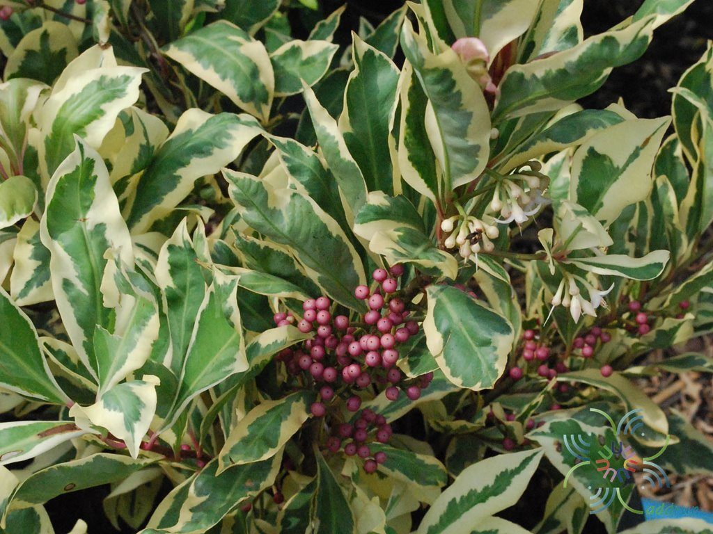 พิลังกาสาด่าง Ardisia sp.