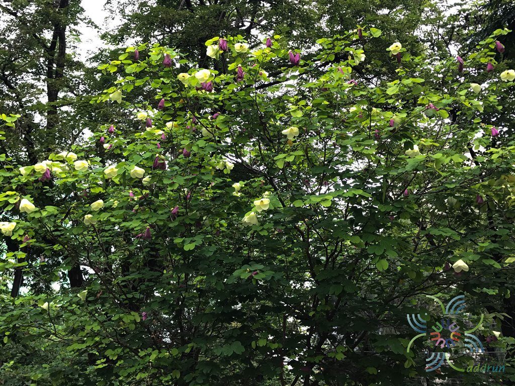 โยทะกา Bauhinia monandra Kurz