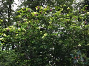 โยทะกา Bauhinia monandra Kurz