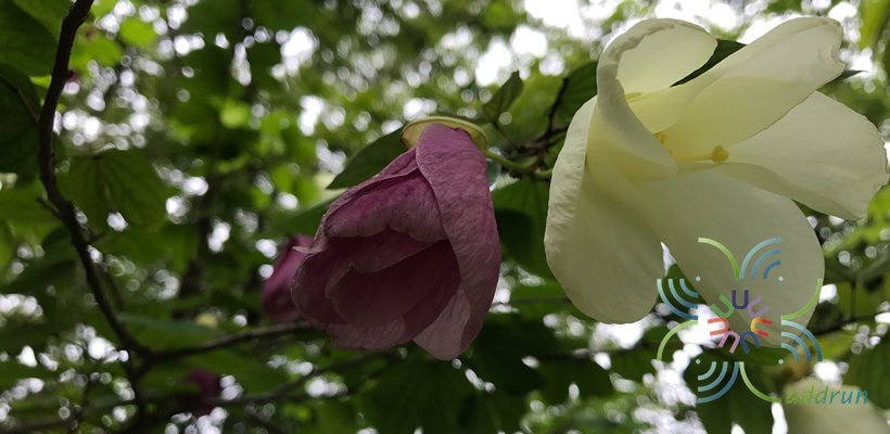 โยทะกา Bauhinia monandra Kurz