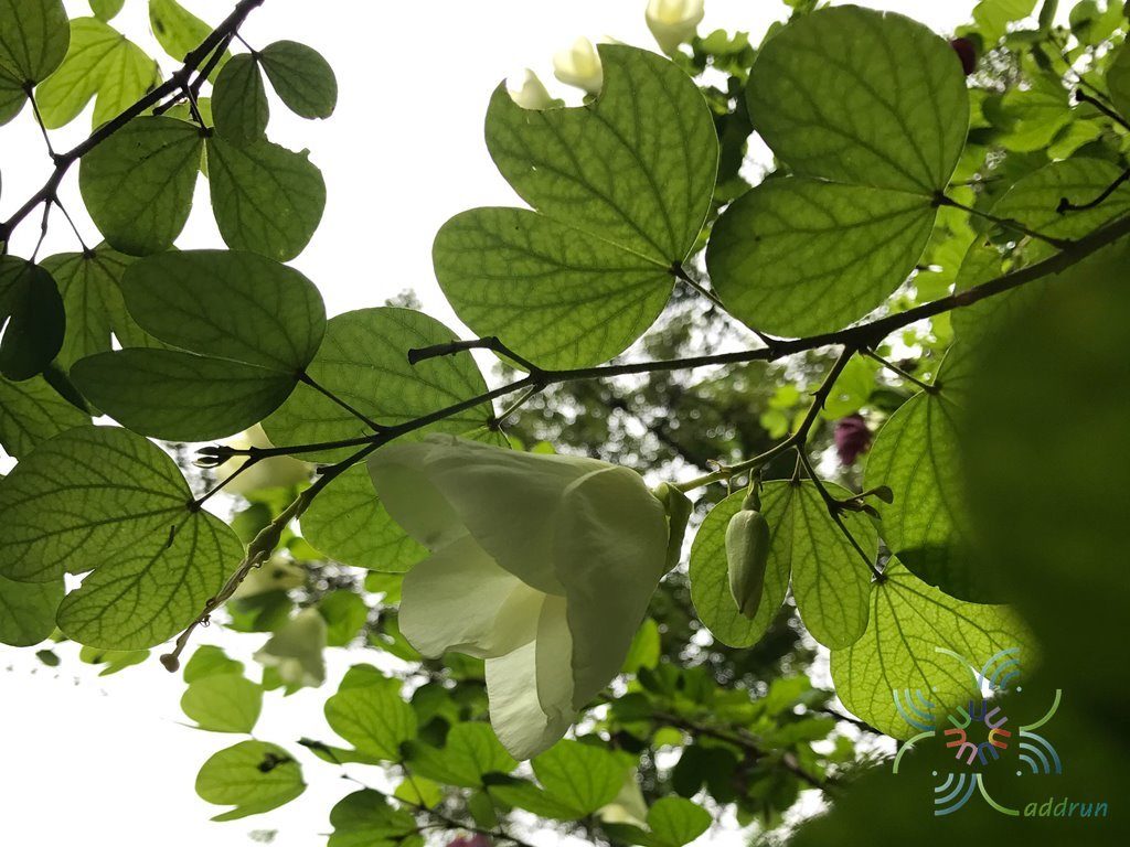 โยทะกา Bauhinia monandra Kurz