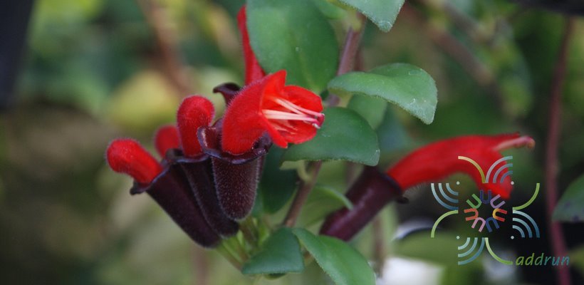 ลิปสติก Aeschynanthus radicans Jack