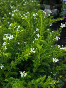 หลิวขาว Cuphea hyssopifolia Kunth. 'Alba'