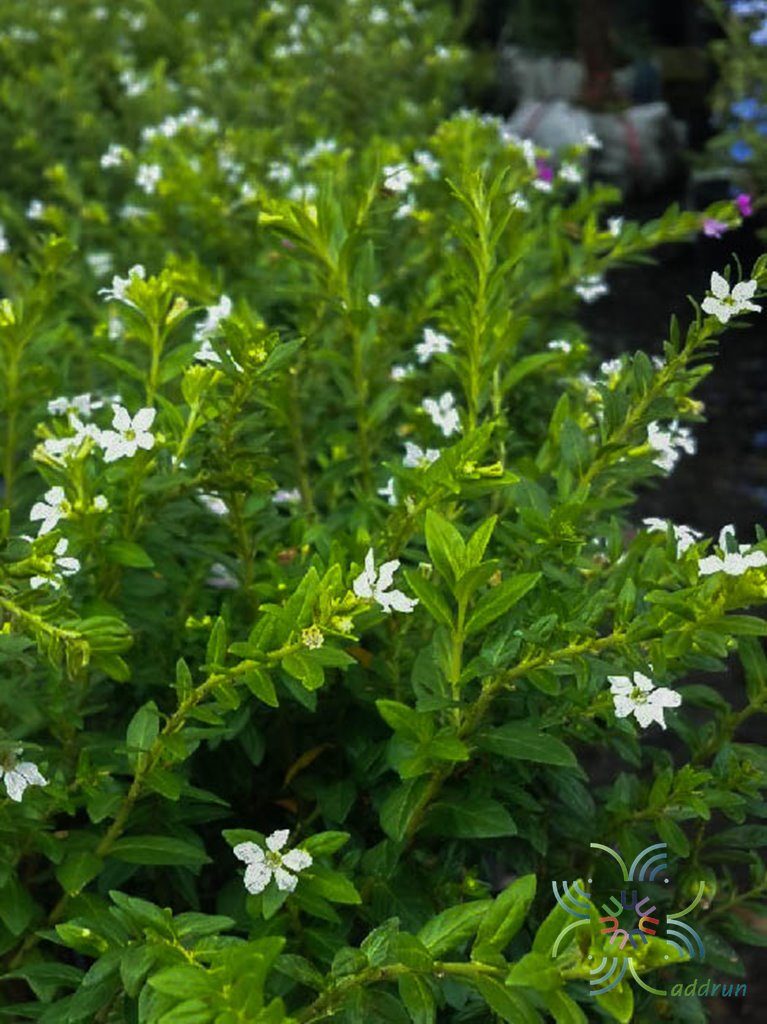 หลิวขาว Cuphea hyssopifolia Kunth. 'Alba'