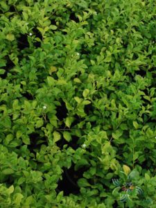 หลิวขาว Cuphea hyssopifolia Kunth. 'Alba'