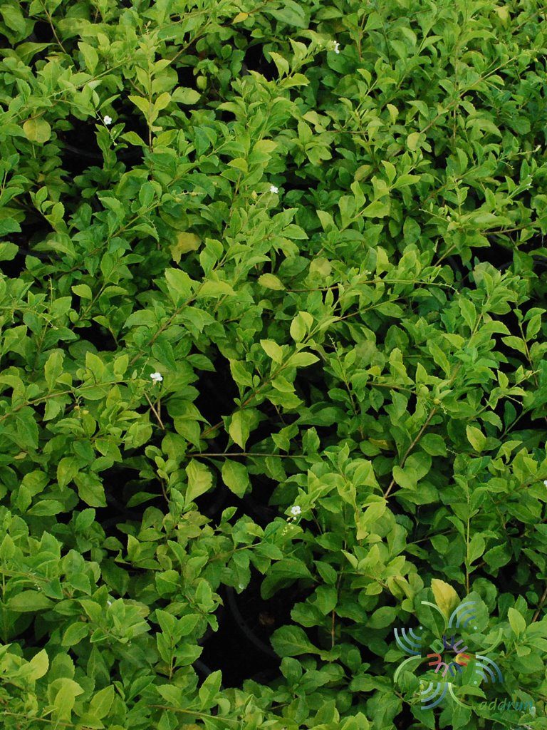 หลิวขาว Cuphea hyssopifolia Kunth. 'Alba'