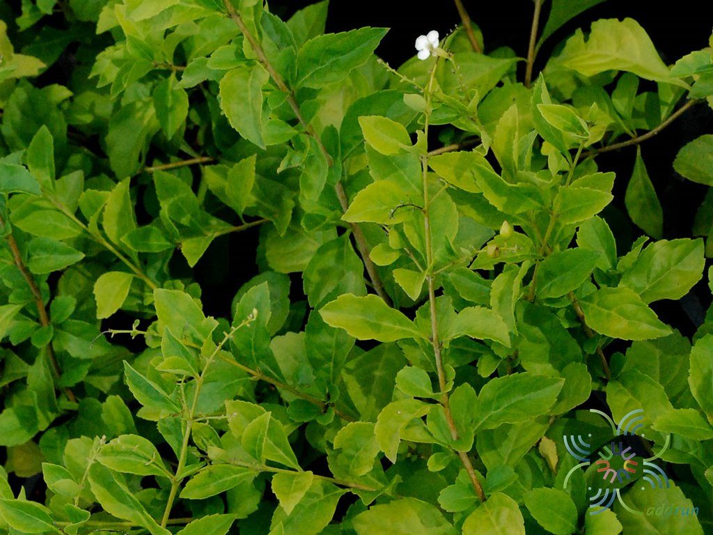 หลิวขาว Cuphea hyssopifolia Kunth. 'Alba'