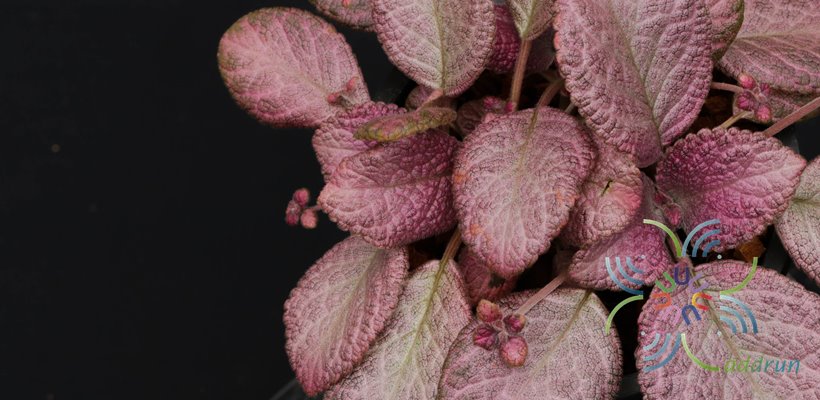 พรมกำมะหยี่ Episcia cupreata (Hook.) Hanst