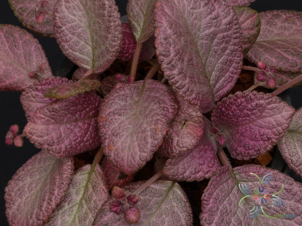 พรมกำมะหยี่ Episcia cupreata (Hook.) Hanst
