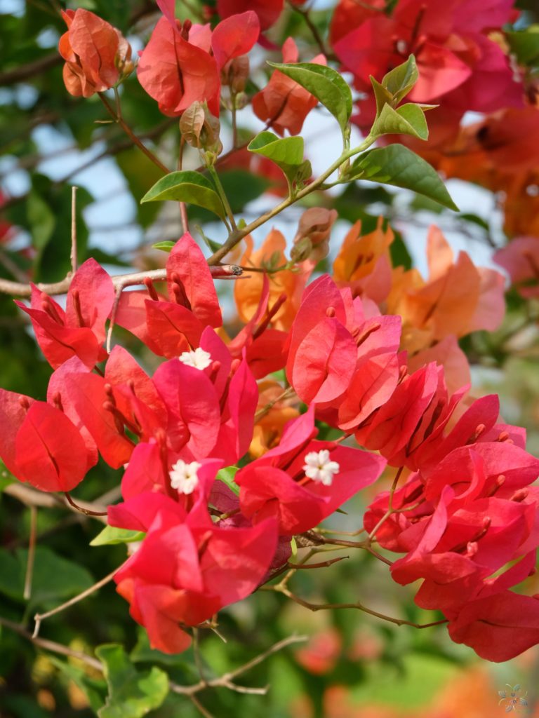 เฟื่องฟ้า สีบานเย็น Bougainvillea hybrid