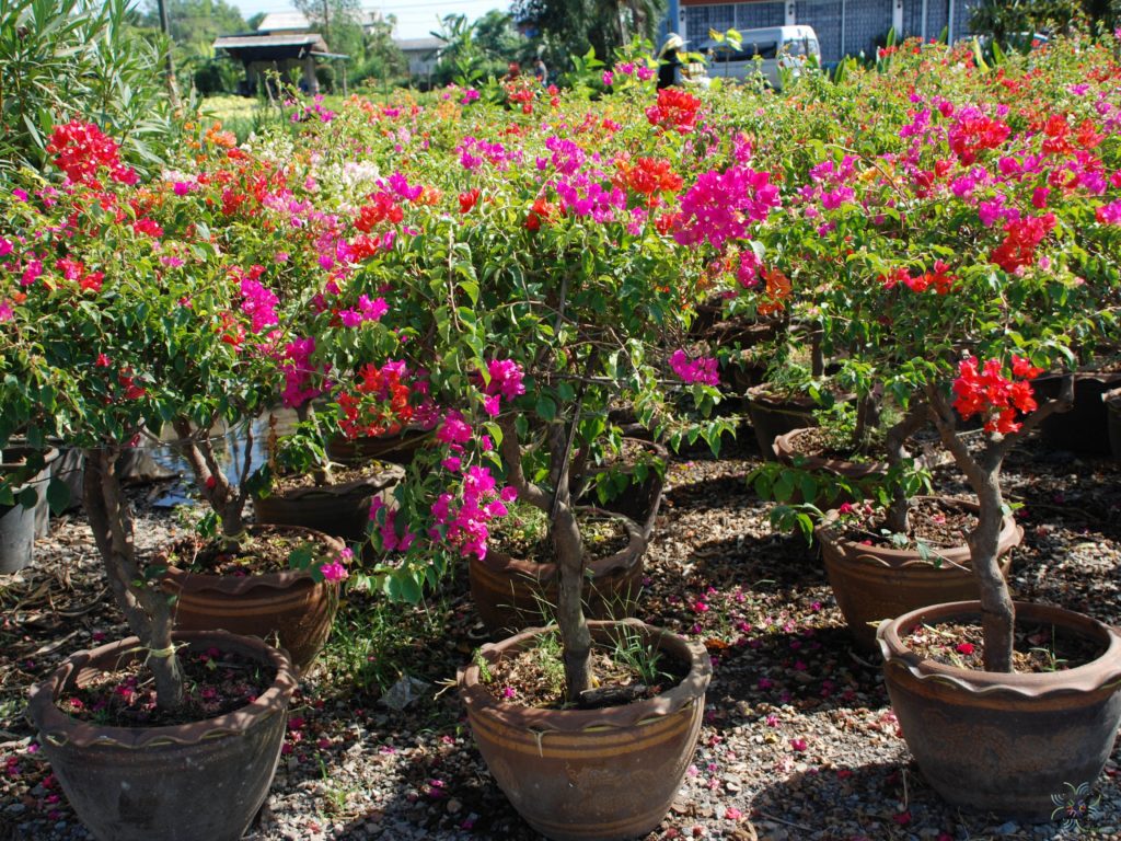 เฟื่องฟ้า สีบานเย็น Bougainvillea hybrid