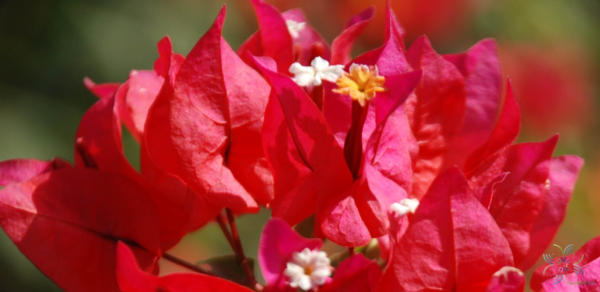เฟื่องฟ้า สีบานเย็น Bougainvillea hybrid
