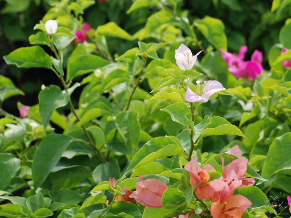 เฟื่องฟ้า สีบานเย็น Bougainvillea hybrid