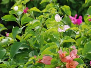 เฟื่องฟ้า สีบานเย็น Bougainvillea hybrid
