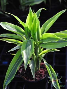 ไผ่กวนอิมด่าง Dracaena sanderiana Sander ex Mast f. variegata