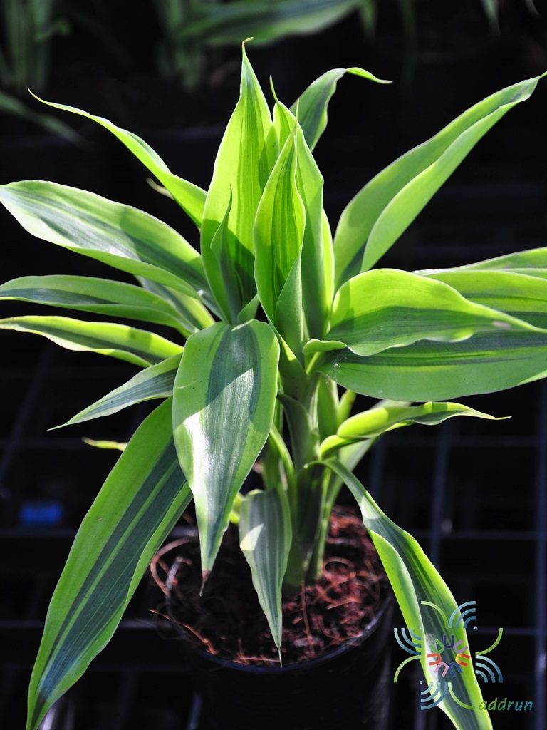 ไผ่กวนอิมด่าง Dracaena sanderiana Sander ex Mast f. variegata