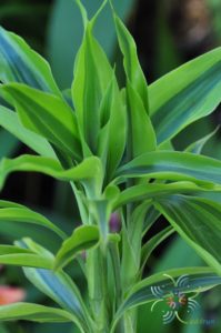 ไผ่กวนอิมด่าง Dracaena sanderiana Sander ex Mast f. variegata