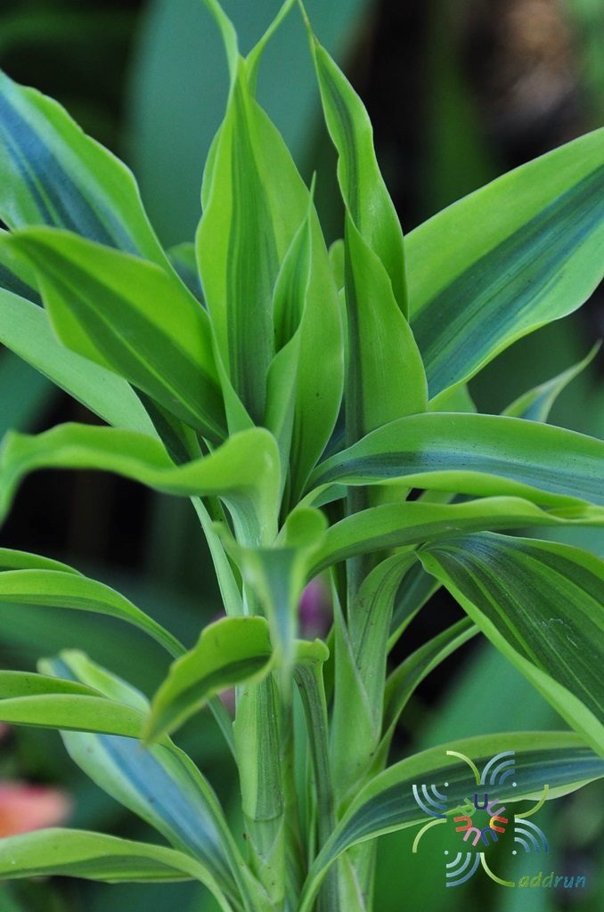 ไผ่กวนอิมด่าง Dracaena sanderiana Sander ex Mast f. variegata