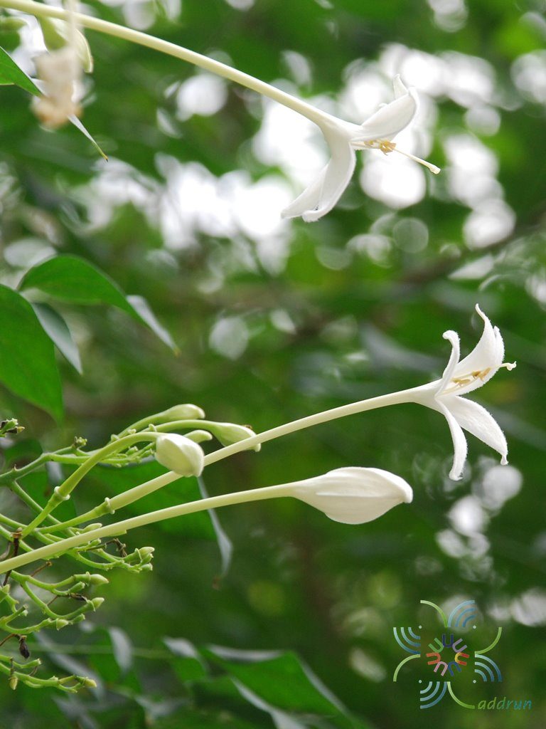 ปีบ Millingtonia hortensis L.f.
