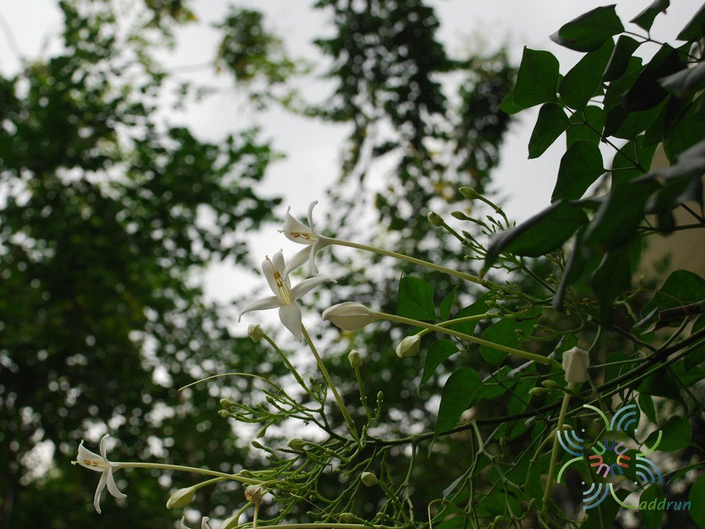 ปีบ Millingtonia hortensis L.f.