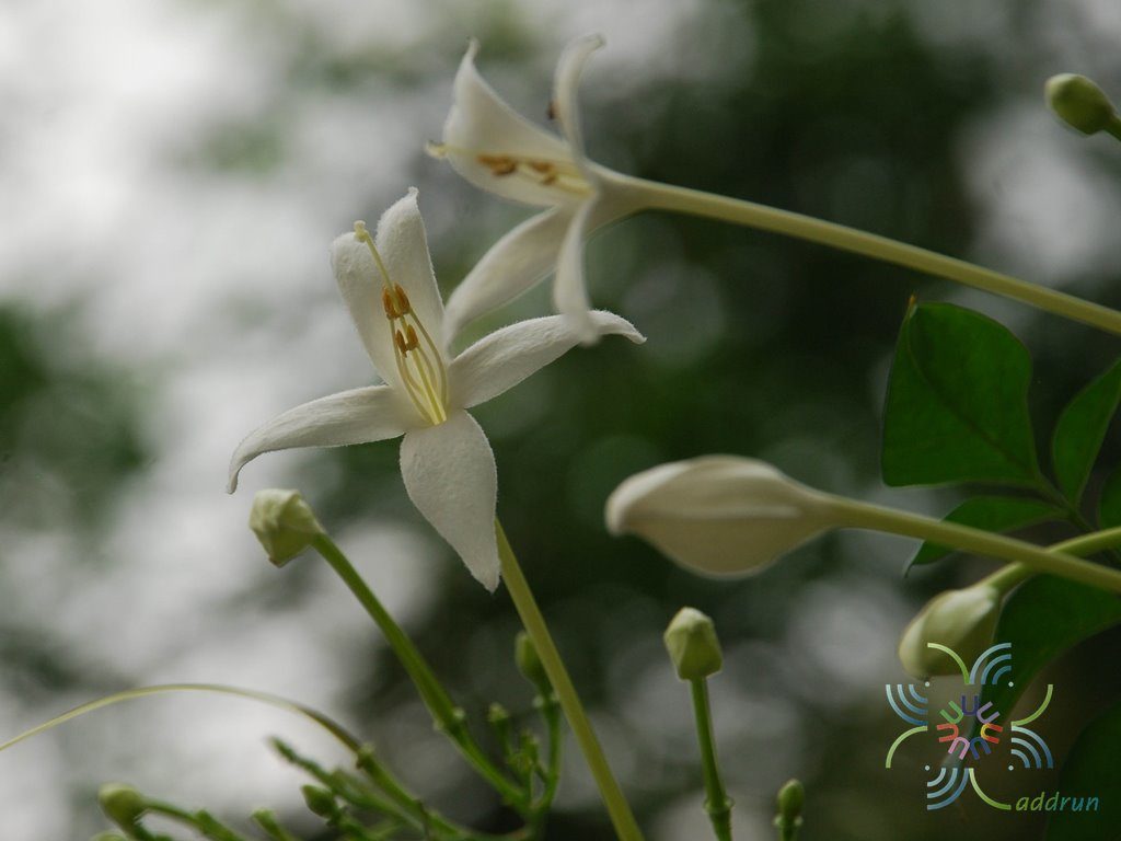 ปีบ Millingtonia hortensis L.f.
