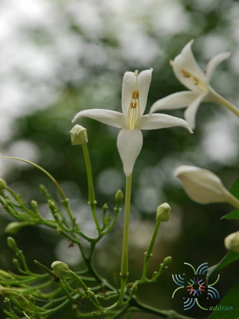 ปีบ Millingtonia hortensis L.f.