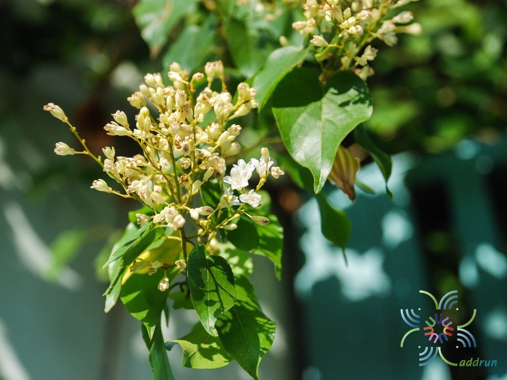 ลดาวัลย์ Porana volubilis Burm. f.