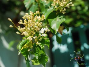 ลดาวัลย์ Porana volubilis Burm. f.