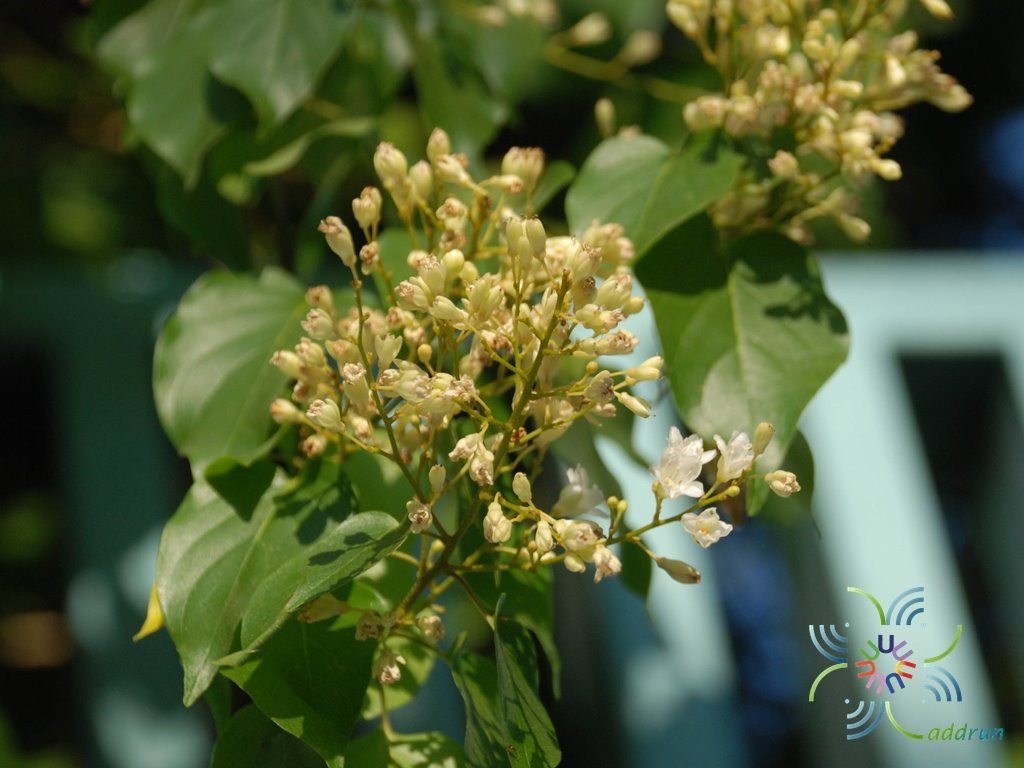 ลดาวัลย์ Porana volubilis Burm. f.
