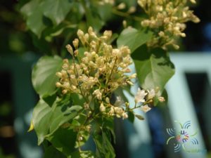 ลดาวัลย์ Porana volubilis Burm. f.