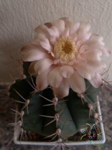 ยิมโนคาไลเซียม มิฮาโนวิชชิอาย ลูกผสม Gymnocalycium mihanovichii (Fric ex Gürke) Britton & Rose