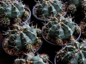 ยิมโนคาไลเซียม มิฮาโนวิชชิอาย ลูกผสม Gymnocalycium mihanovichii (Fric ex Gürke) Britton & Rose