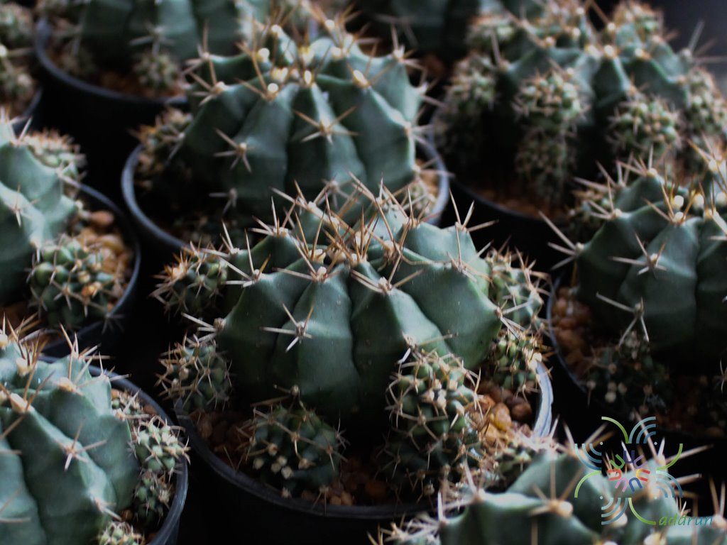 ยิมโนคาไลเซียม มิฮาโนวิชชิอาย ลูกผสม Gymnocalycium mihanovichii (Fric ex Gürke) Britton & Rose