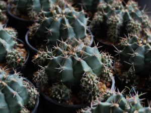 ยิมโนคาไลเซียม มิฮาโนวิชชิอาย ลูกผสม Gymnocalycium mihanovichii (Fric ex Gürke) Britton & Rose