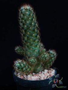แมมมิลาเรีย อีลองกาต้า Mammillaria elongata DC.