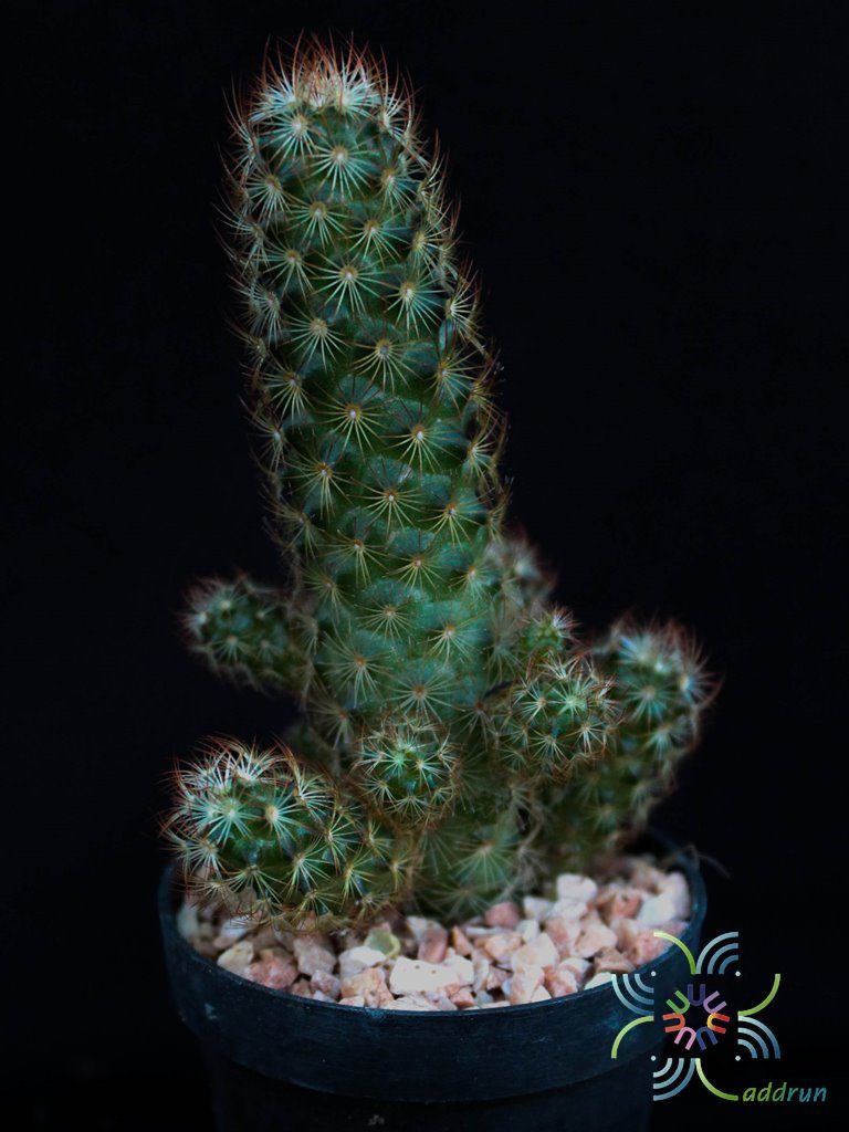 แมมมิลาเรีย อีลองกาต้า Mammillaria elongata DC.