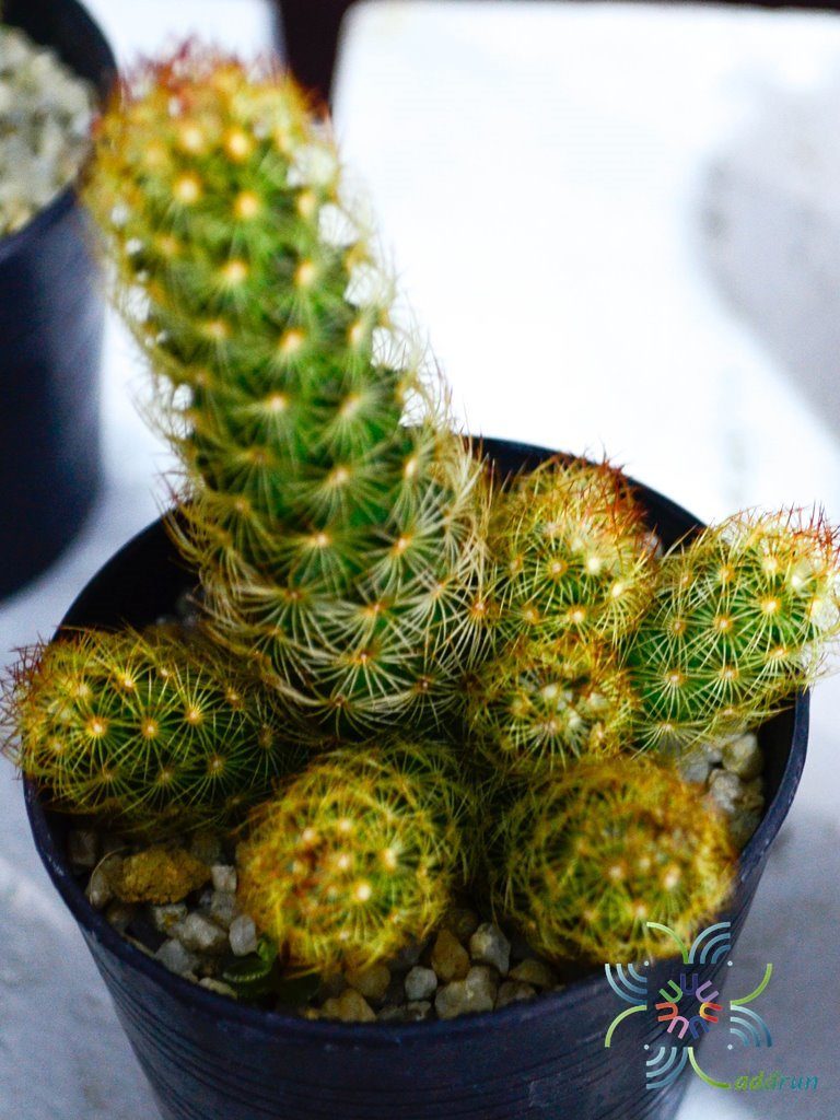 แมมมิลาเรีย อีลองกาต้า Mammillaria elongata DC.