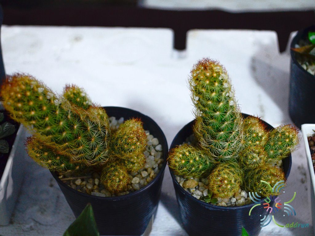 แมมมิลาเรีย อีลองกาต้า Mammillaria elongata DC.