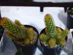 แมมมิลาเรีย อีลองกาต้า Mammillaria elongata DC.