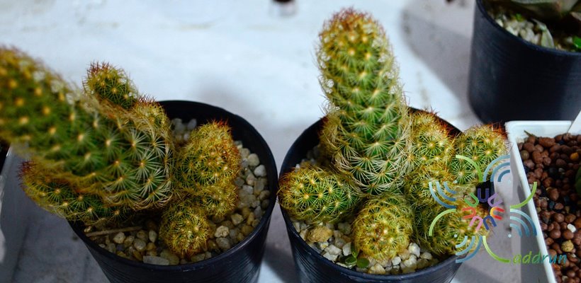 แมมมิลาเรีย อีลองกาต้า Mammillaria elongata DC.