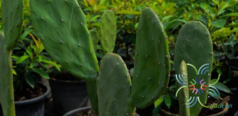 เสมา Nopalea cochenillifera (L.) Salm-Dyck