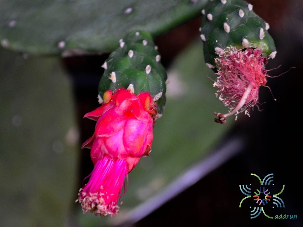 เสมา Nopalea cochenillifera (L.) Salm-Dyck