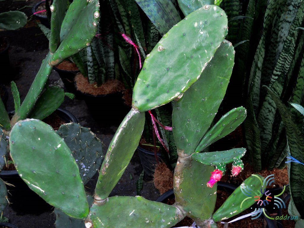 เสมา Nopalea cochenillifera (L.) Salm-Dyck