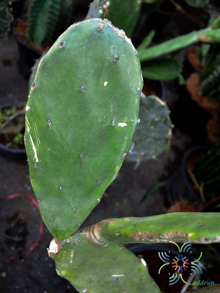 เสมา Nopalea cochenillifera (L.) Salm-Dyck