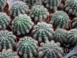 ดาวล้อมเดือน Echinopsis calochlora K.Schum.