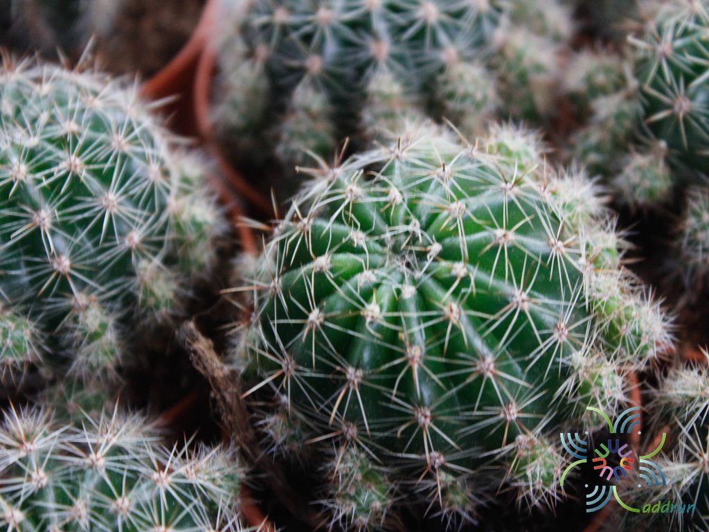 ดาวล้อมเดือน Echinopsis calochlora K.Schum.