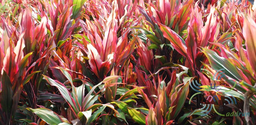 หมากผู้หมากเมีย เพชรน้ำหนึ่ง Cordyline fruticosa (L.) A.Chev. ‘Phetnamnueng’