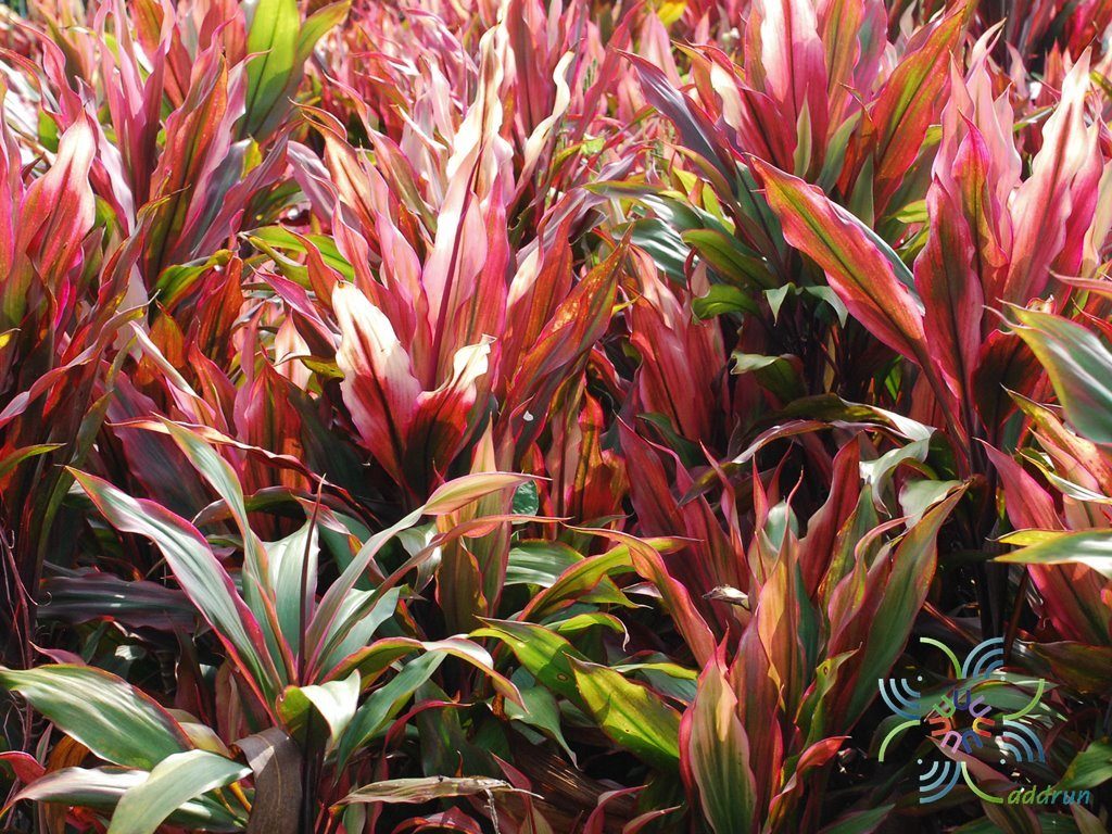 หมากผู้หมากเมีย เพชรน้ำหนึ่ง Cordyline fruticosa (L.) A.Chev. ‘Phetnamnueng’