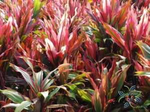 หมากผู้หมากเมีย เพชรน้ำหนึ่ง Cordyline fruticosa (L.) A.Chev. ‘Phetnamnueng’