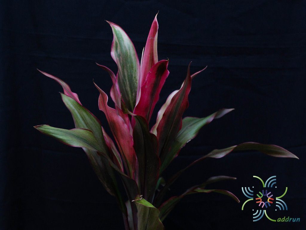 หมากผู้หมากเมีย เพชรน้ำหนึ่ง Cordyline fruticosa (L.) A.Chev. ‘Phetnamnueng’